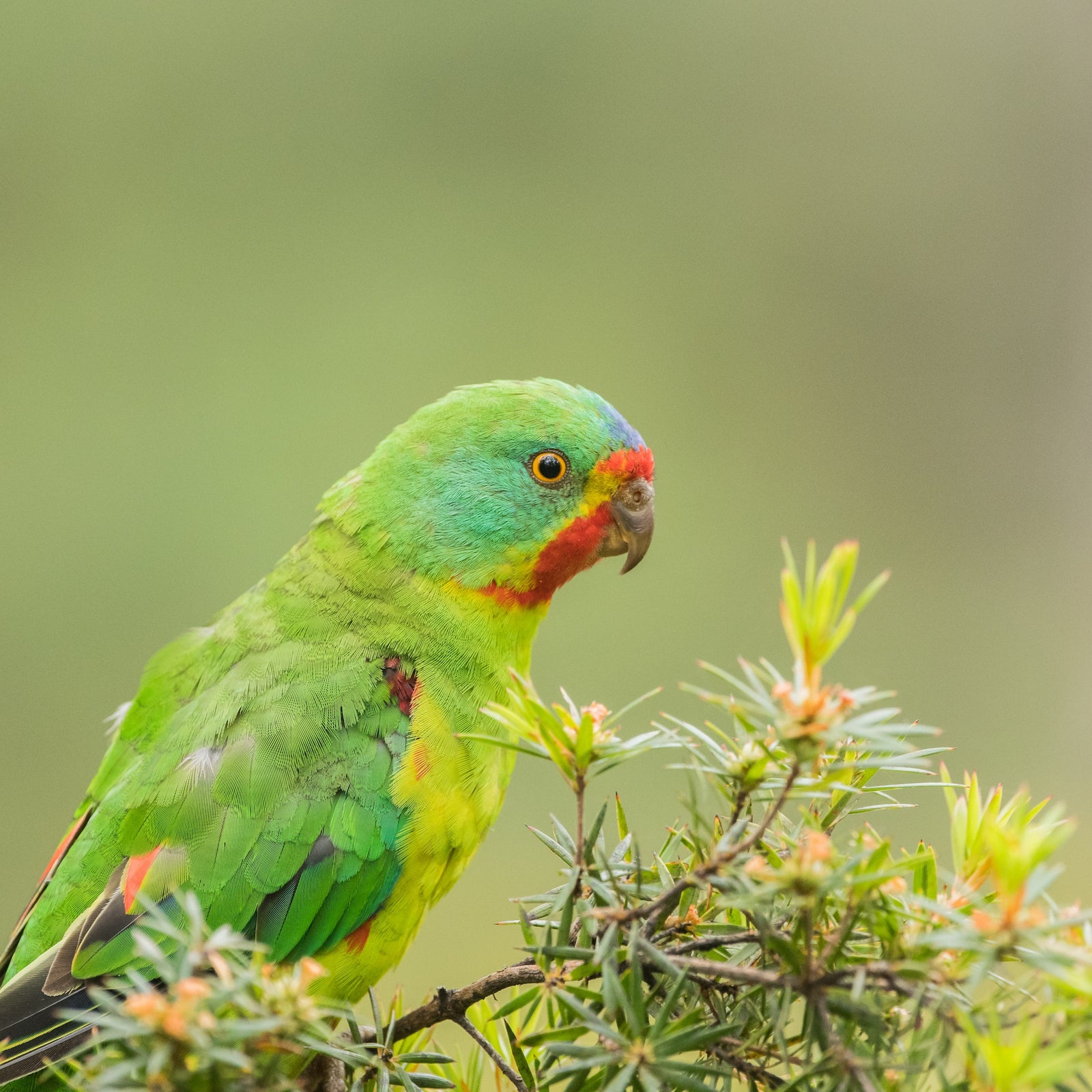 Antoine Chretien - Wide-awake, feeding itself on Cyathodes.