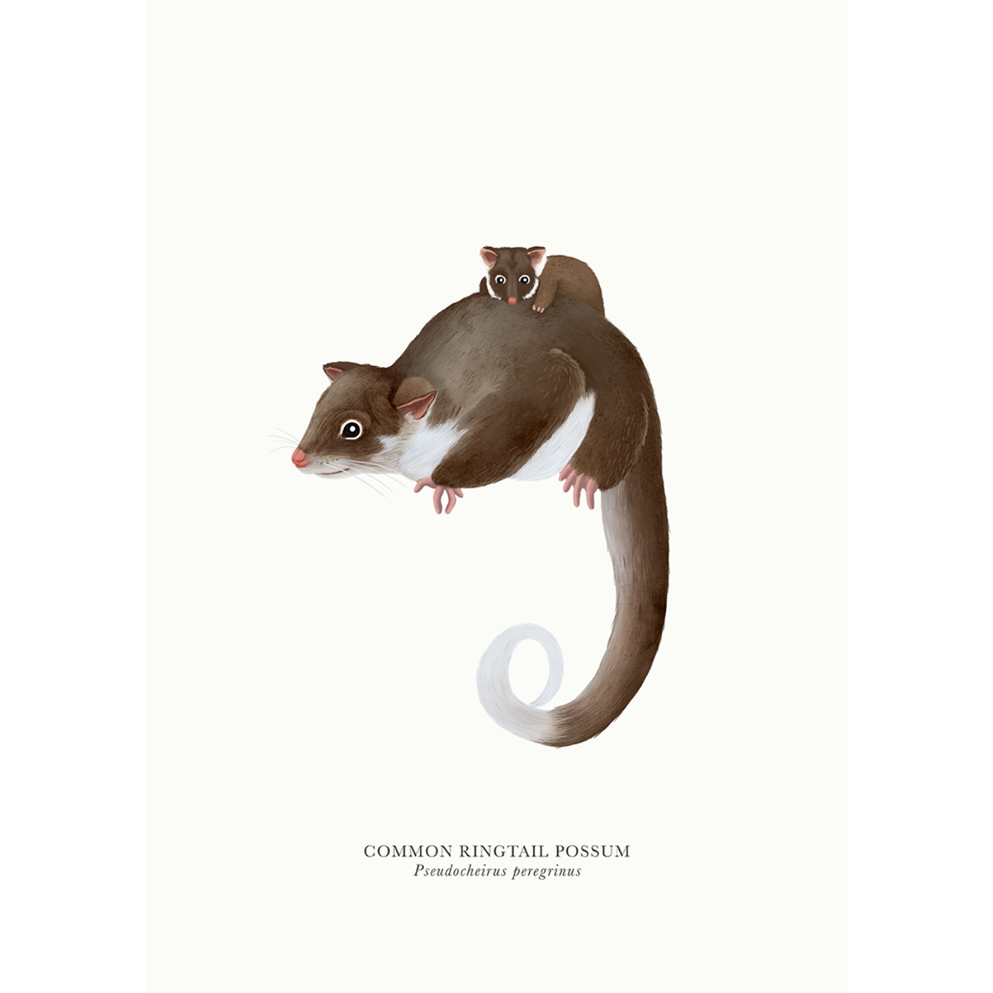 Sam Lyne - Art Print - Common Ringtail Possum Solo