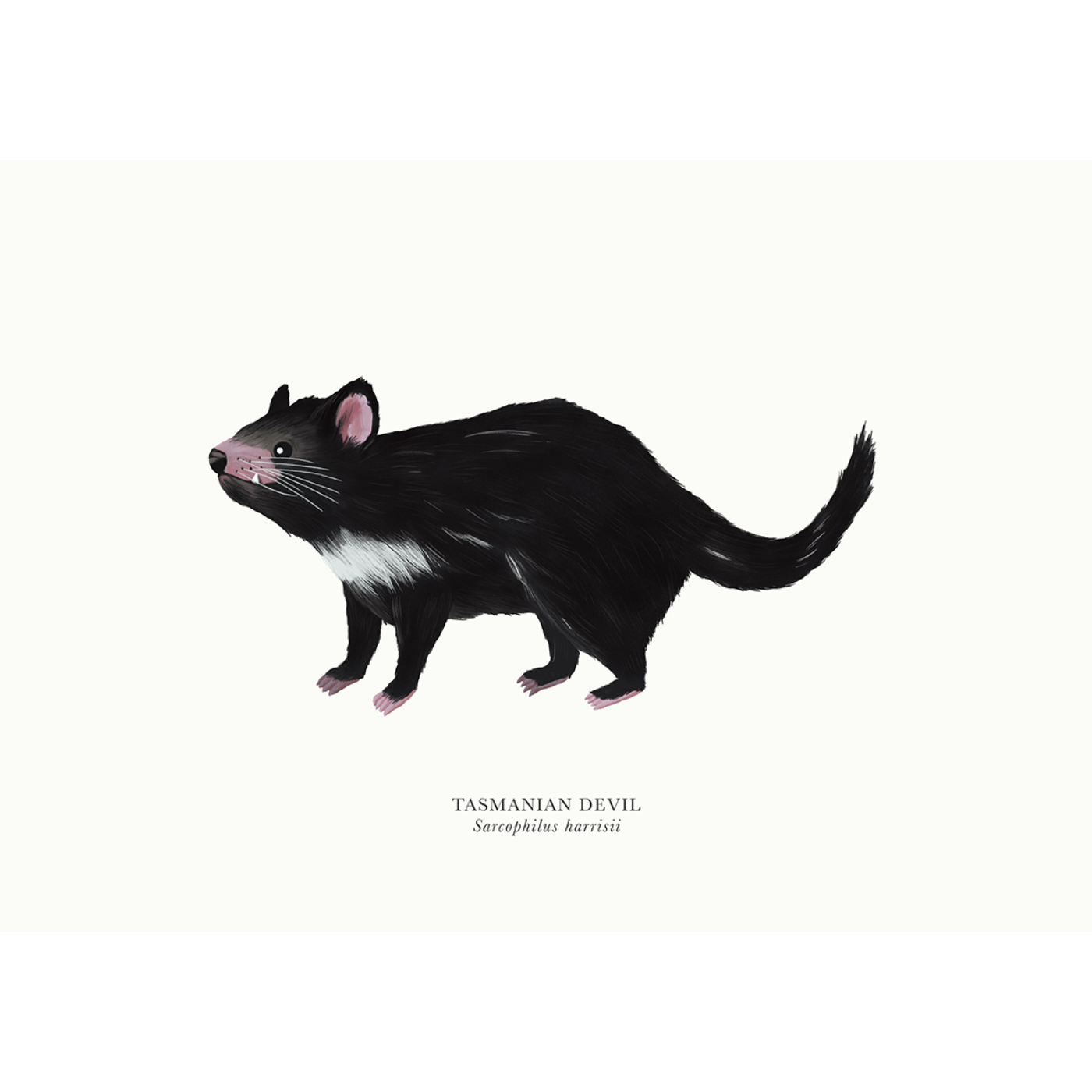 Sam Lyne - Art Print - Tasmanian Devil Solo