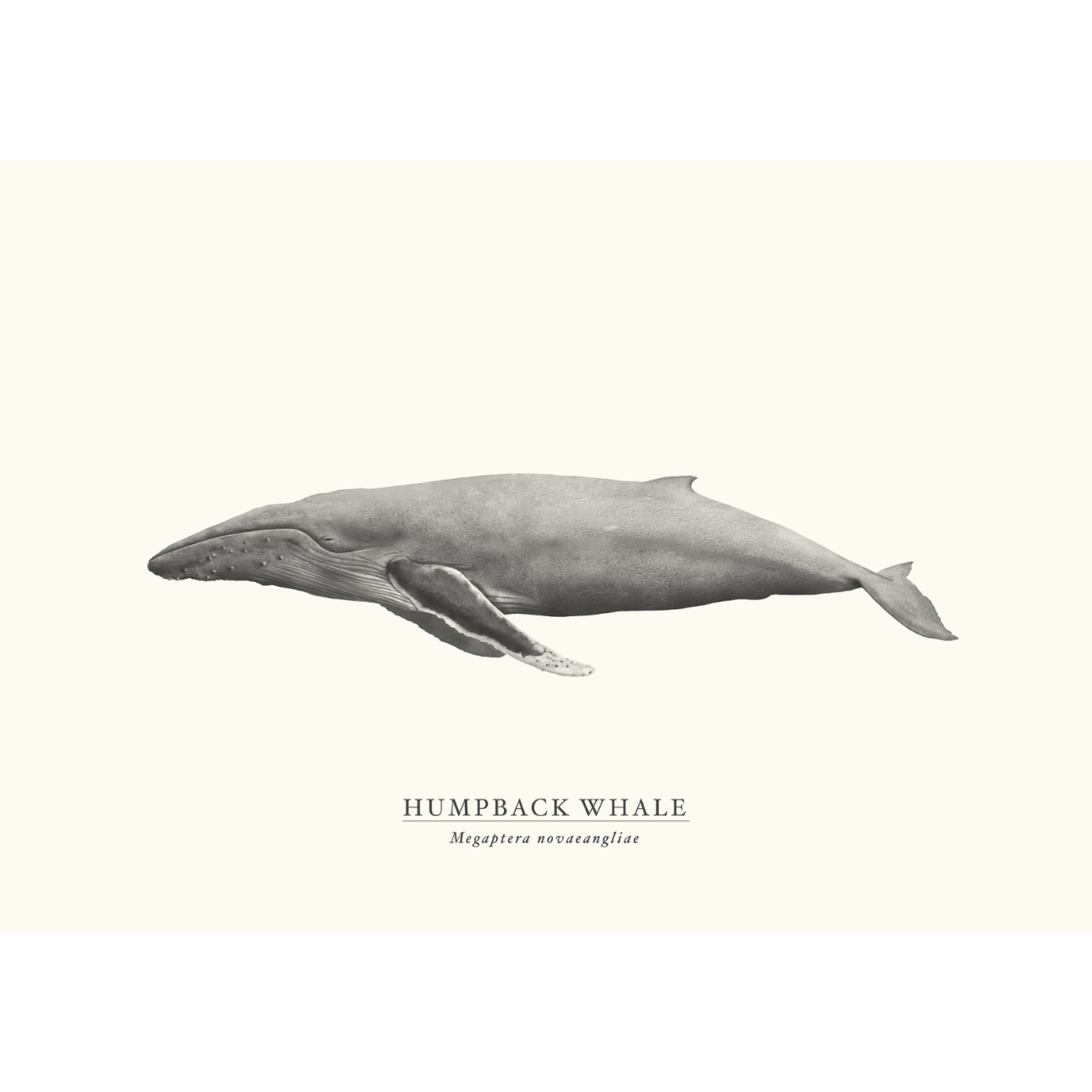 Sam Lyne - Art Print - Humpback Whale