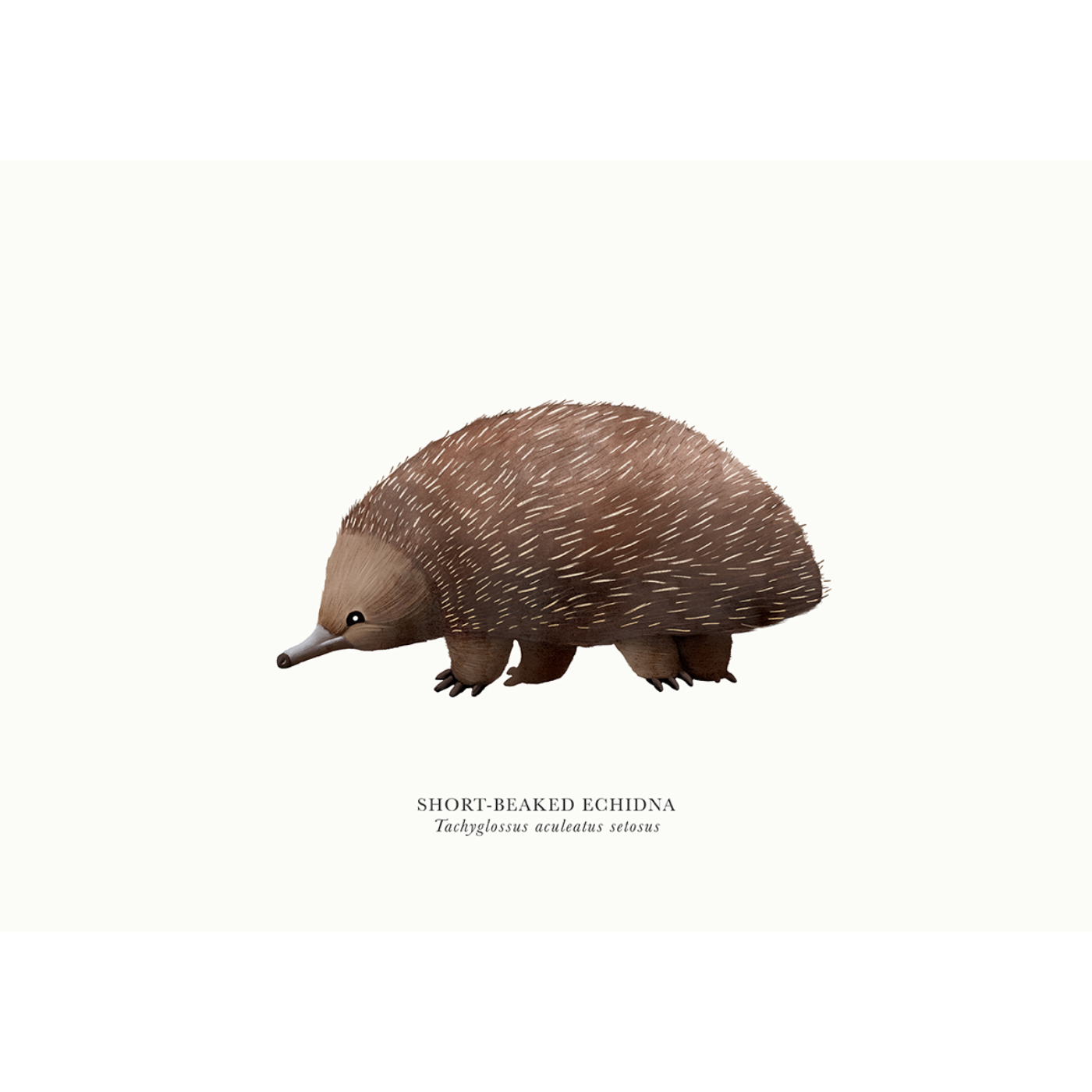 Sam Lyne - Art Print - Short-Beaked Echidna Solo