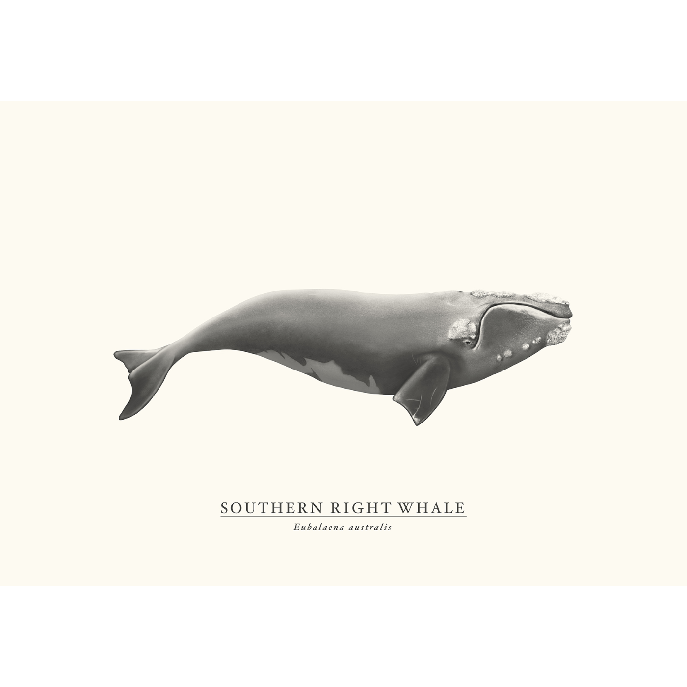 Sam Lyne - Art Print - Southern Right Whale
