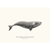 Sam Lyne - Art Print - Southern Right Whale