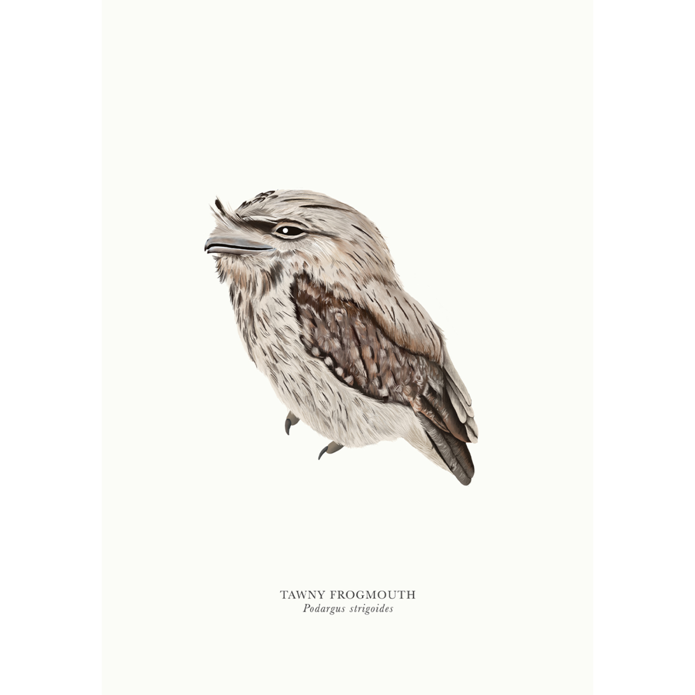 Sam Lyne - Art Print - Tawny Frogmouth Solo