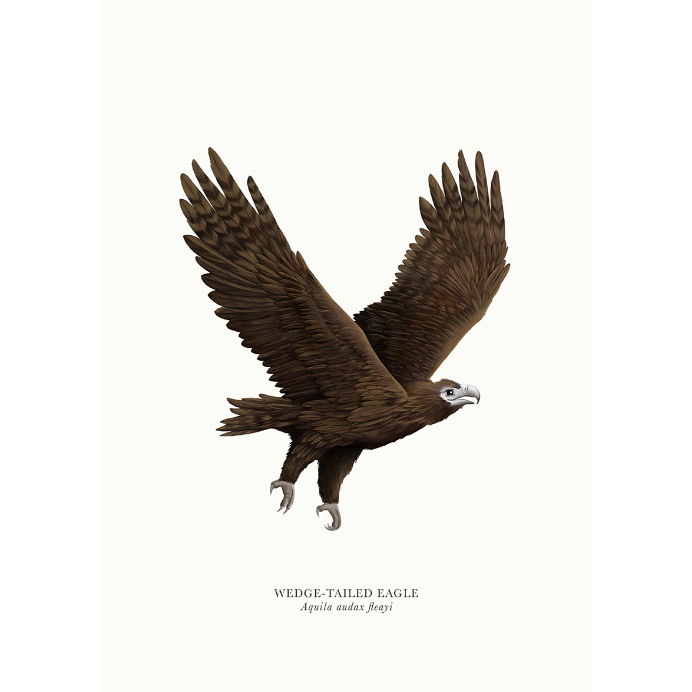 Sam Lyne - Art Print - Wedge-Tailed Eagle Solo