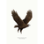 Sam Lyne - Art Print - Wedge-Tailed Eagle Solo
