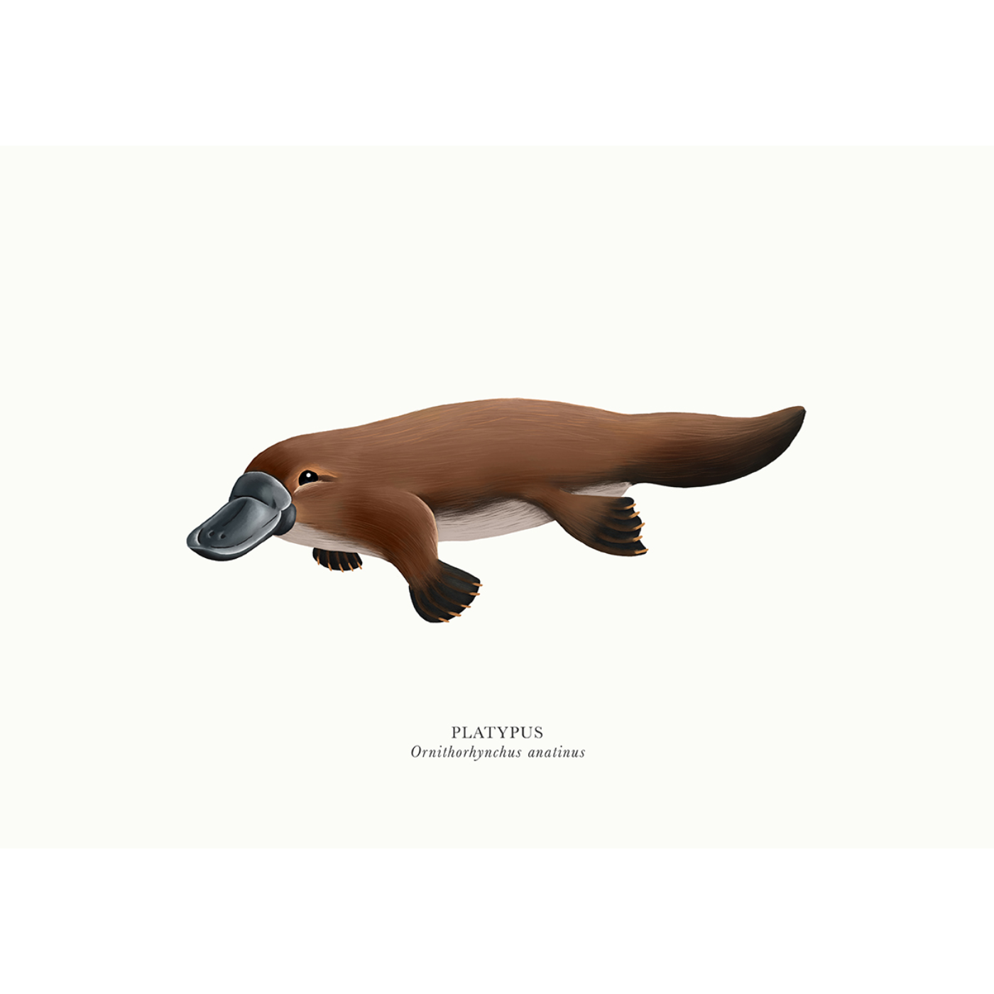 Sam Lyne - Art Print - Platypus Solo