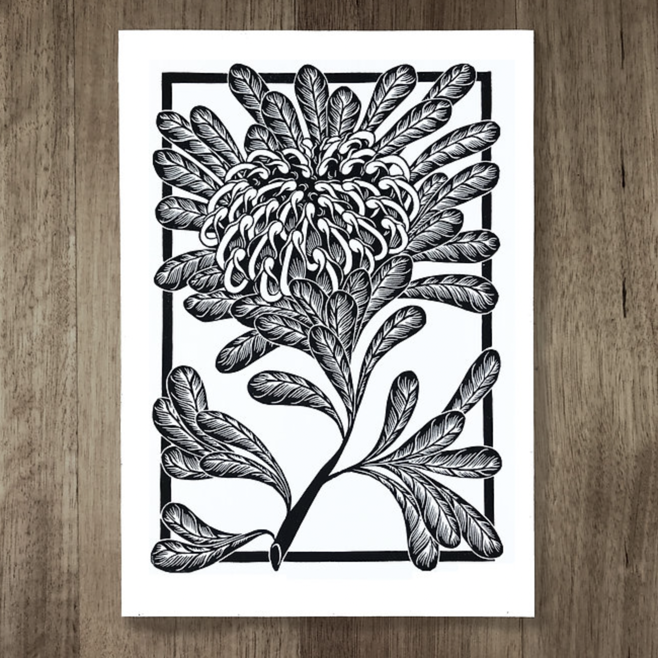 Catherine Arsaut - Art Print A4 - Waratah - Black on White