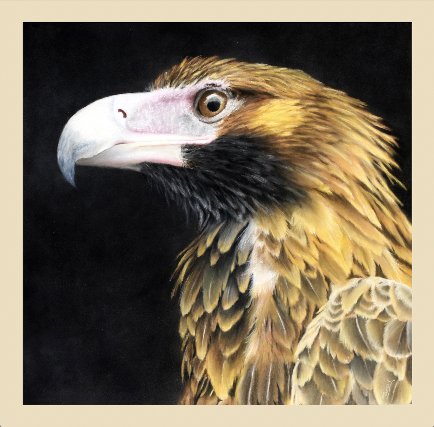 Carol Winchester - Wedge-tailed Eagle