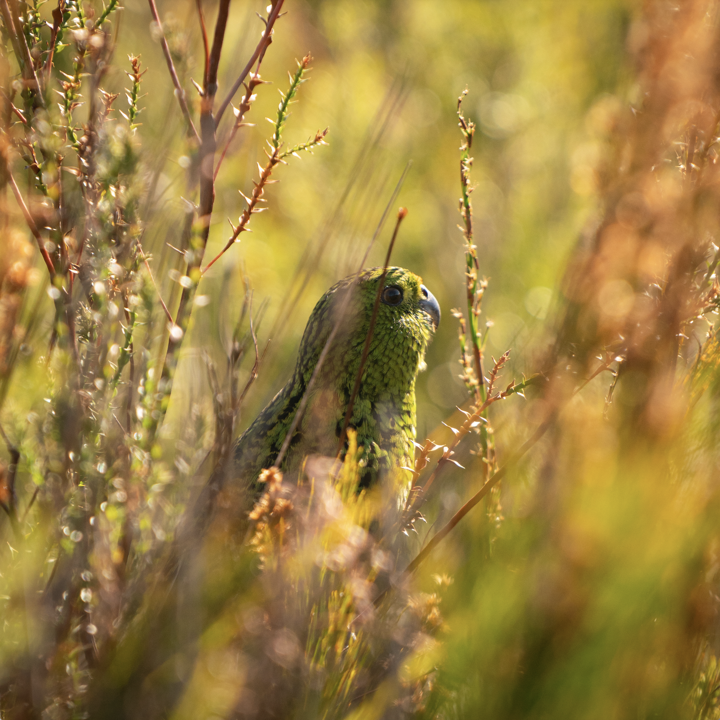 Simon Bischoff - Eastern Ground Parrot