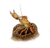 Tiana Pirtle - The Mount Arthur Burrowing Crayfish (Engaeus orramakunna)