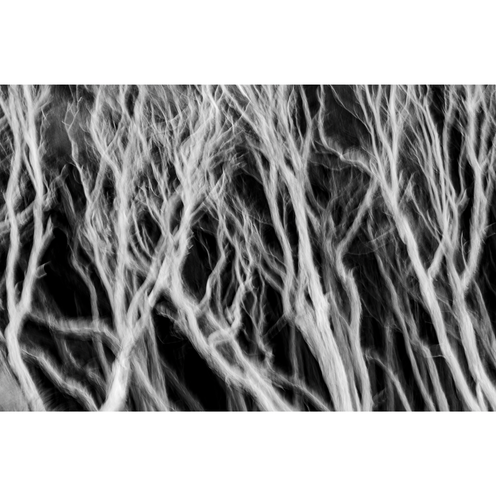 Nick Green - Melaleuca Lines