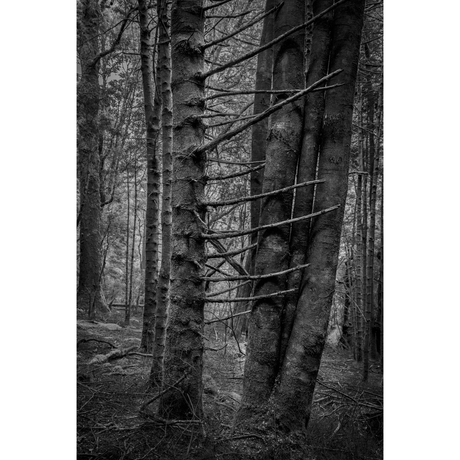 Kelly Slater - Embracing Limbs, Daisy Dell Reserve