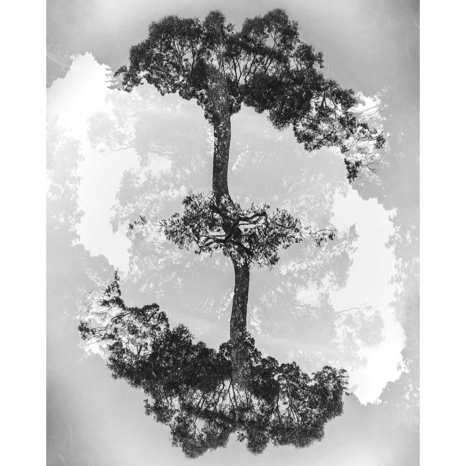 Kelly Slater - Landshapes: Arbor, Vale of Belvoir Reserve