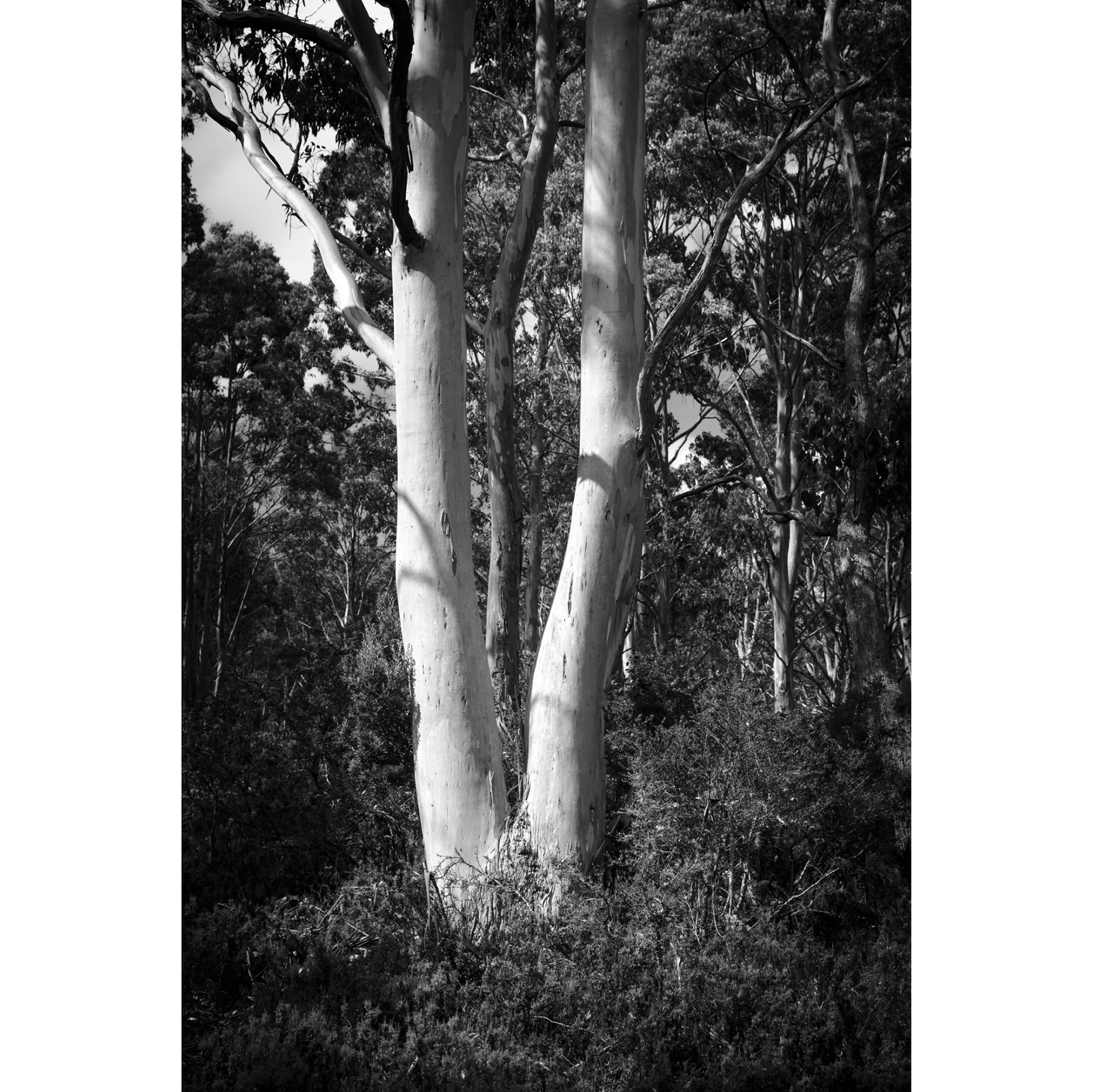 Kelly Slater - Pale Limbs, Daisy Dell Reserve