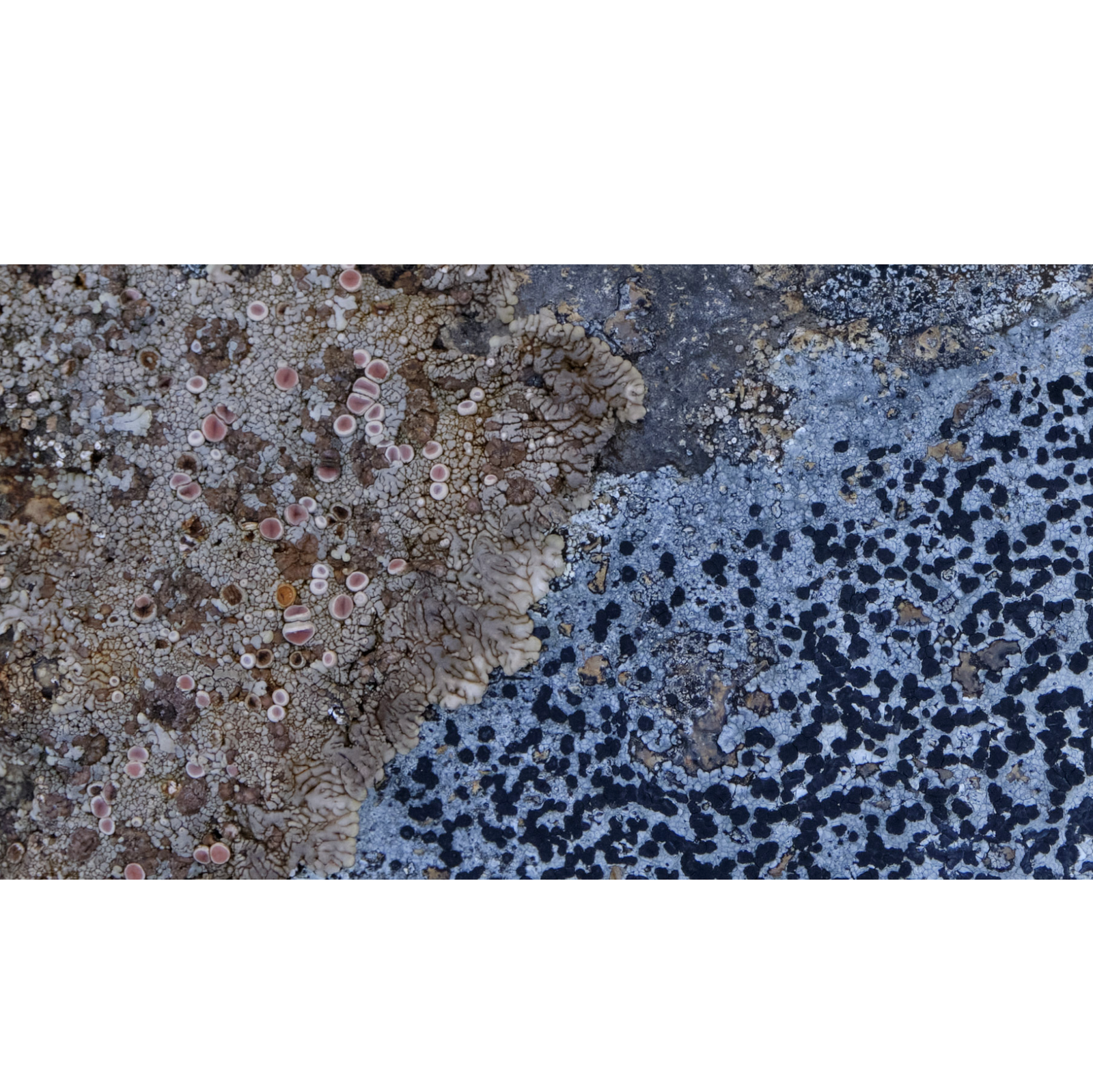 Karen Marie Keefe - Abstract 2