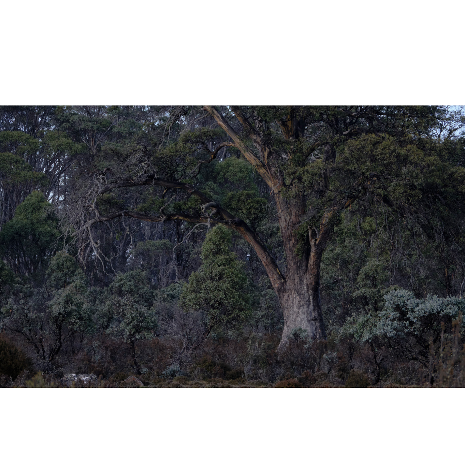 Karen Marie Keefe - Guardian