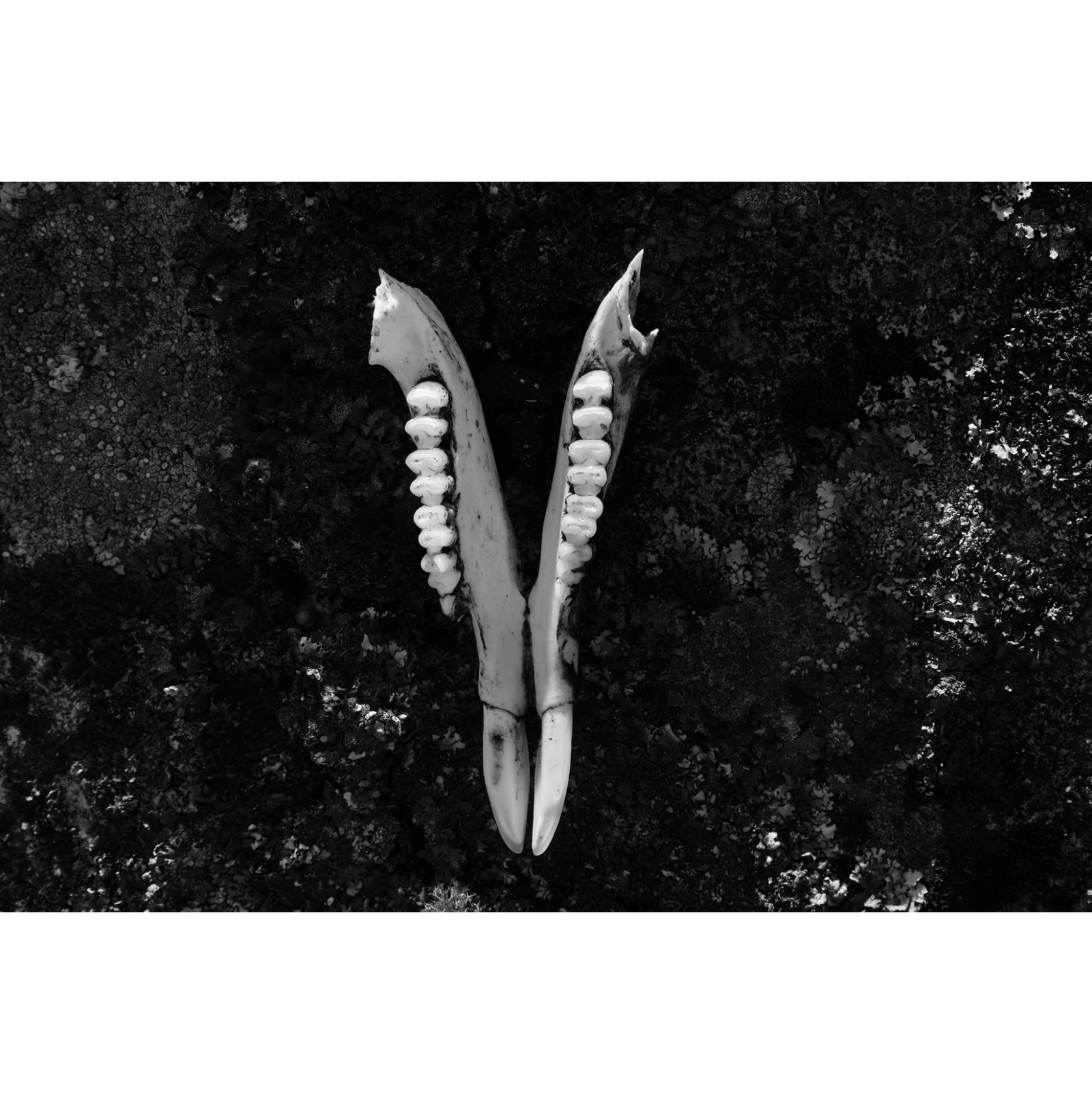 Karen Marie Keefe - Skullbone