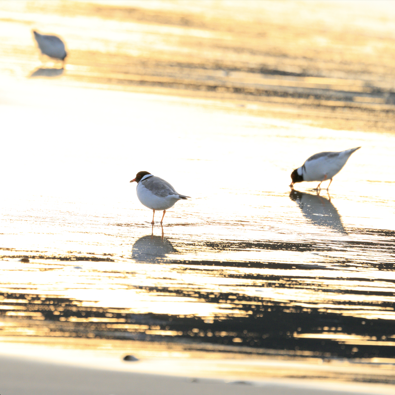 Michael Roberts - A Golden Moment