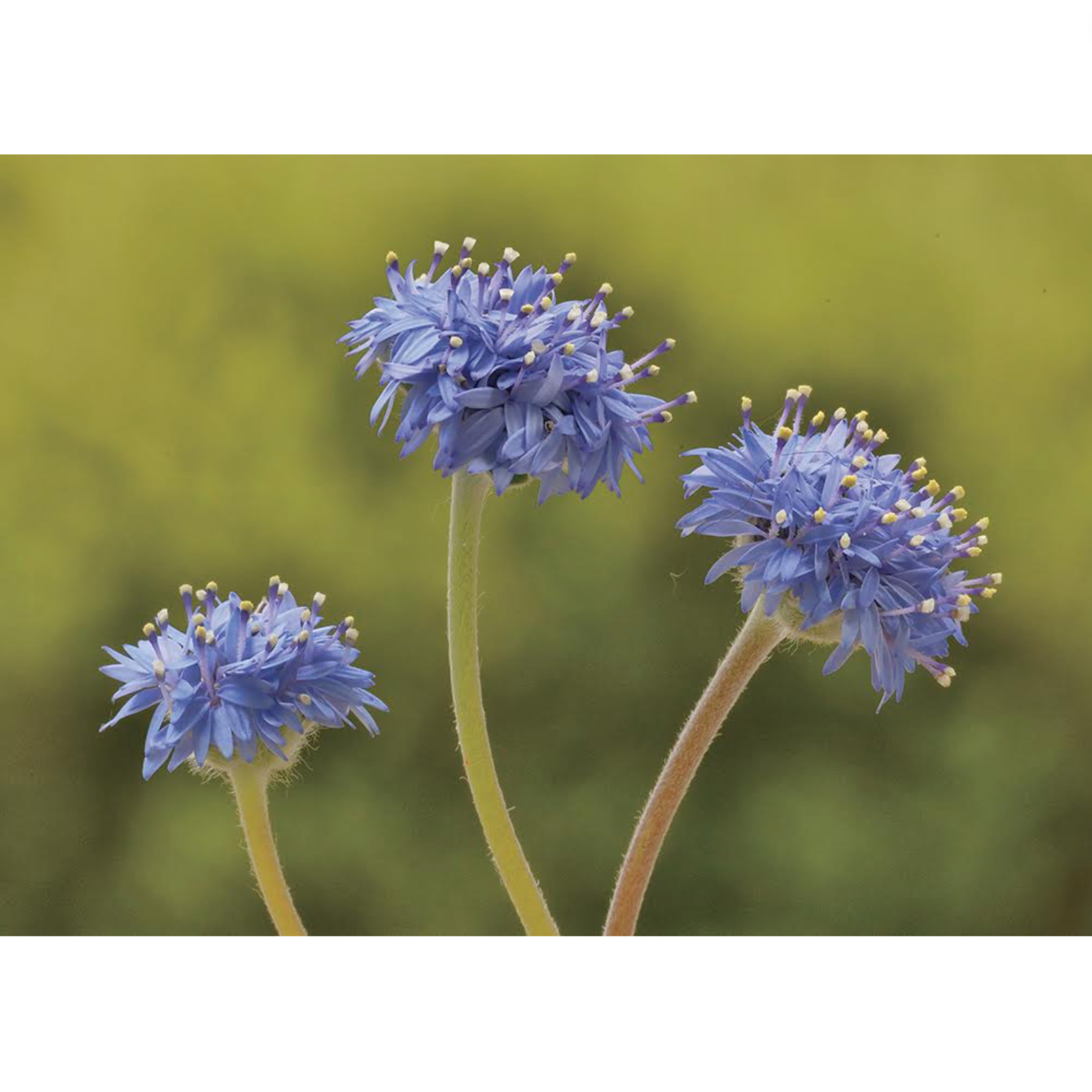 Dave Watts - Blue Pinchusion, Brunonia australis