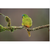 Dave watts - Orange-bellied Parrot, Neophema chrysogaster