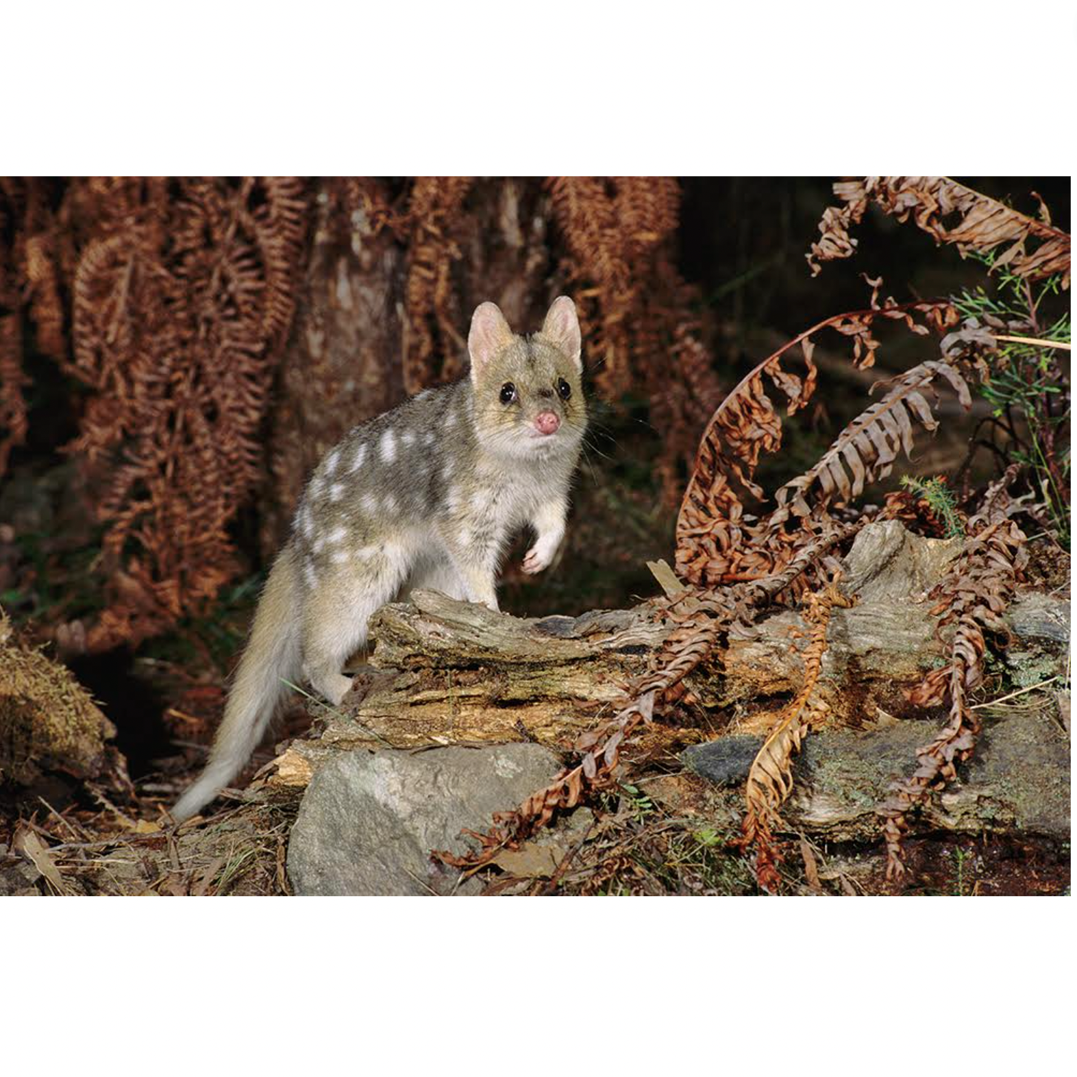 Dave watts - Eastern Quoll, Dasyurus viverrinus
