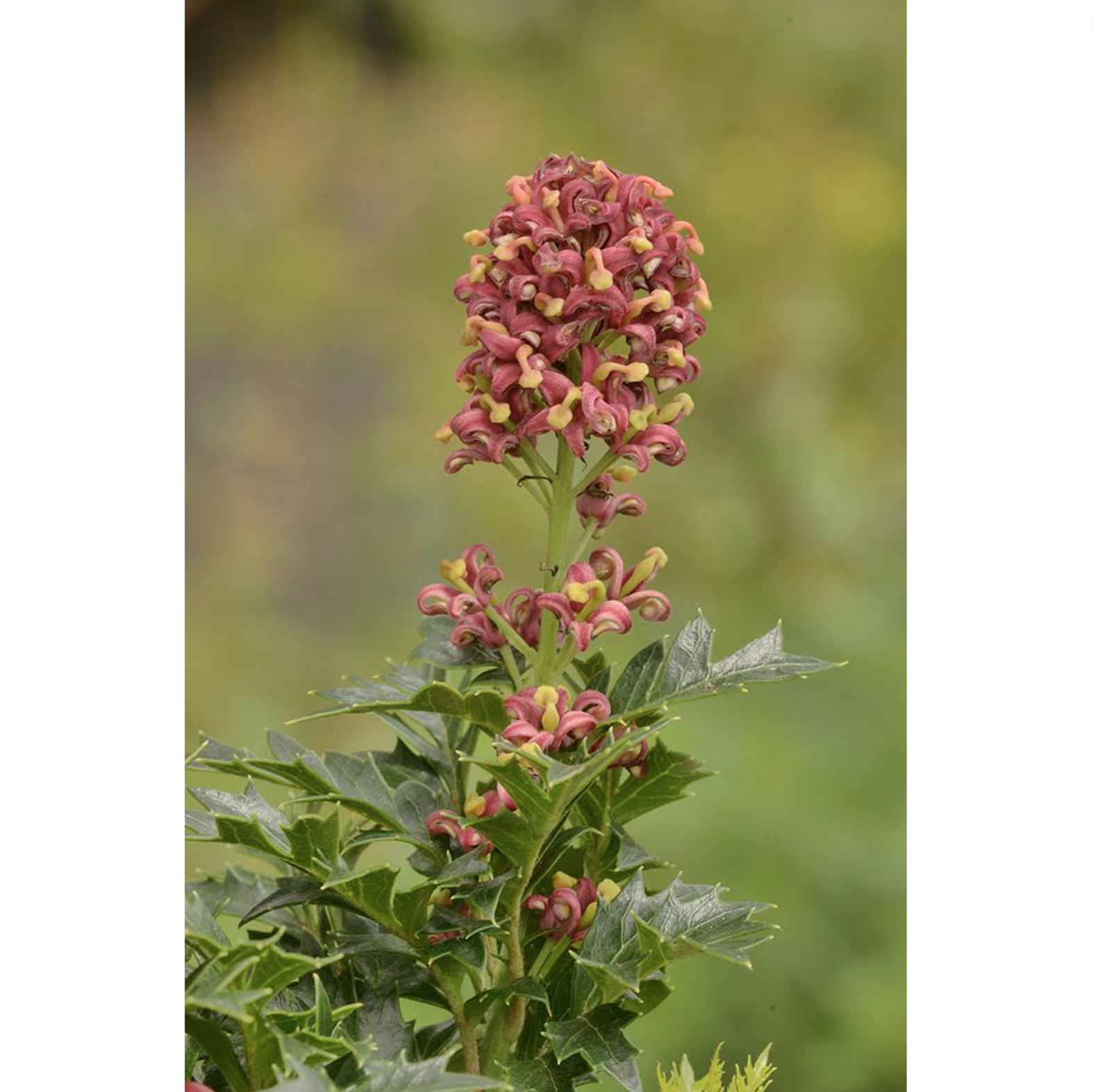 Dave Watts - King's Holly, Lomatia tasmanica