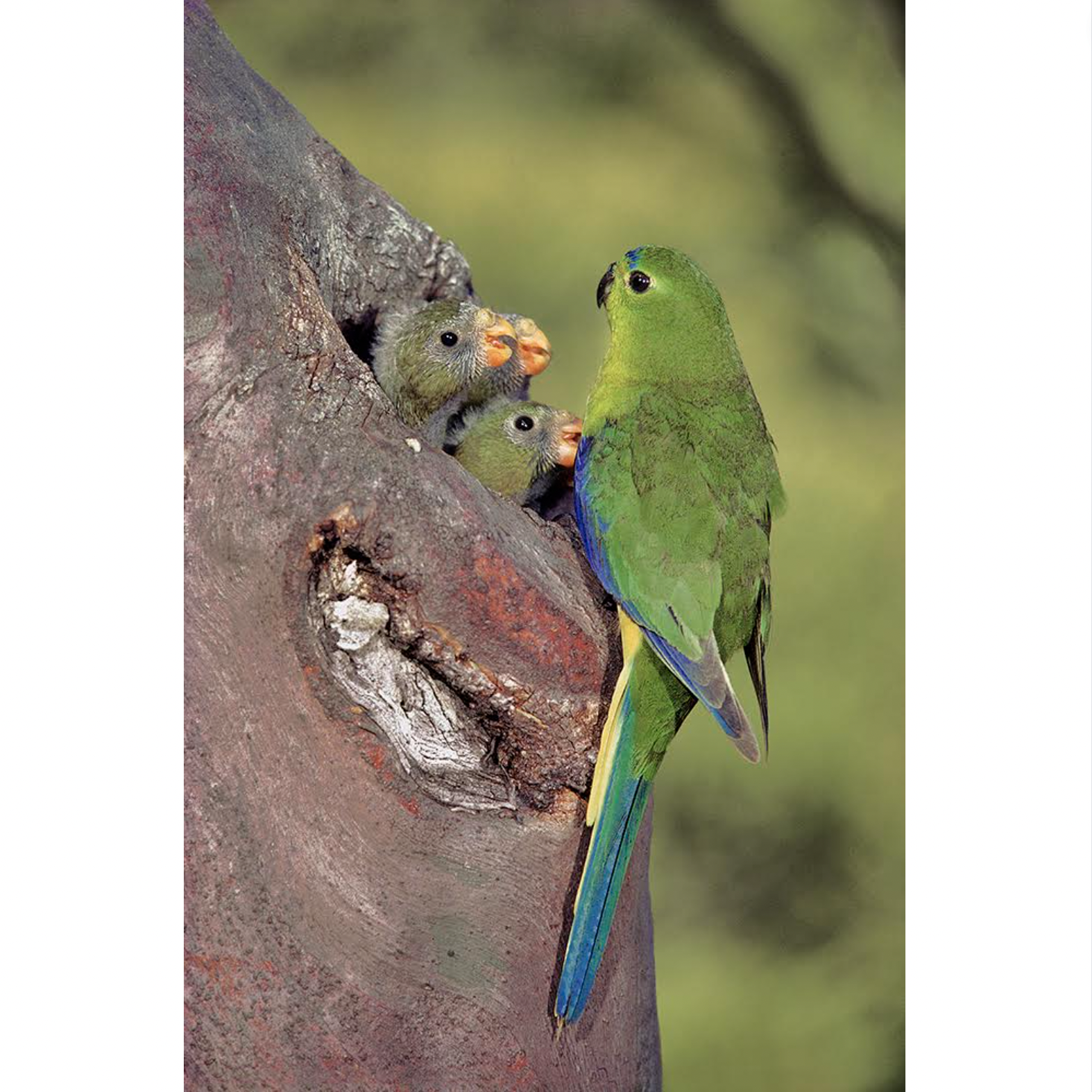 Dave Watts Orange bellied Parrot Nest Neophema chrysogaster
