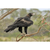 Dave Watts - Wedge-tailed Eagle, Aquila audax