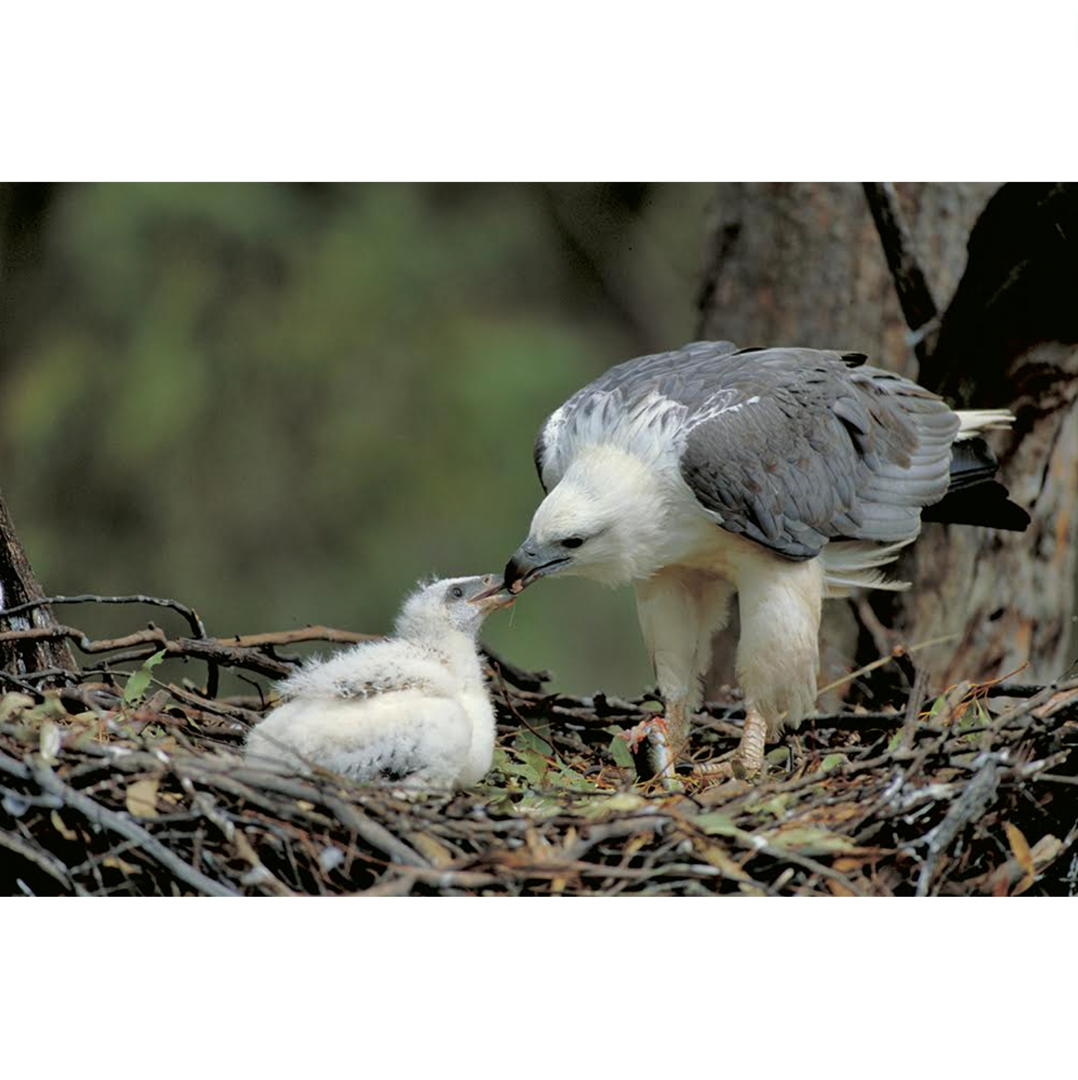 Dave Watts - White-bellied Sea-Eagle, Haliaeetus leucogaster