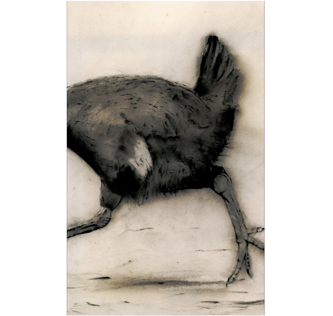 Geoff Tuck - 'Native Hen'