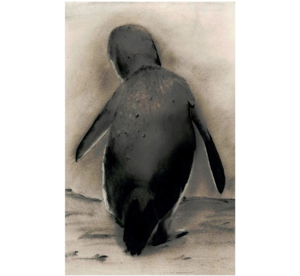 Geoff Tuck - Little Penguin