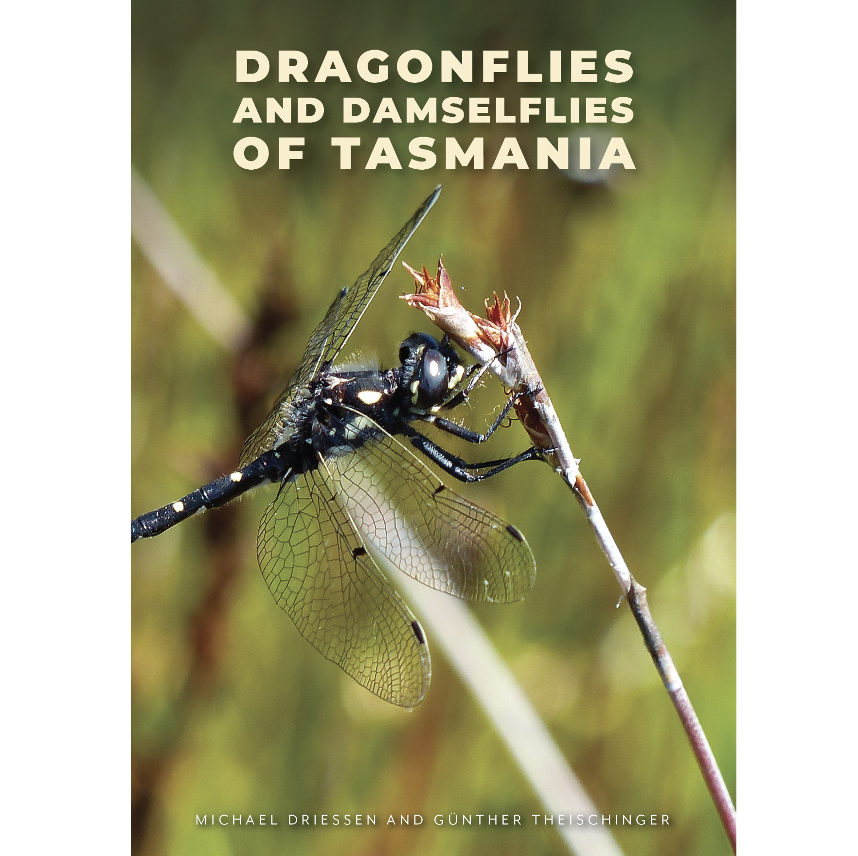 Dragonflies and Damselflies of Tasmania
