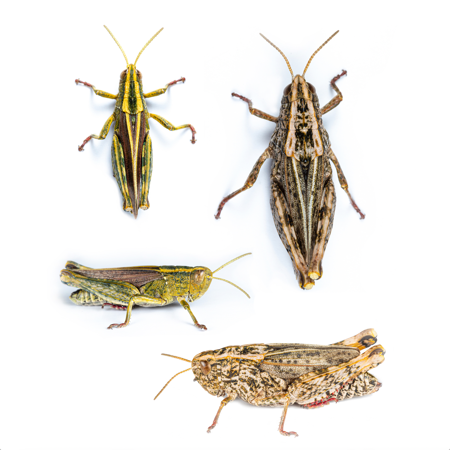 Ryan Francis -Schayers grasshopper