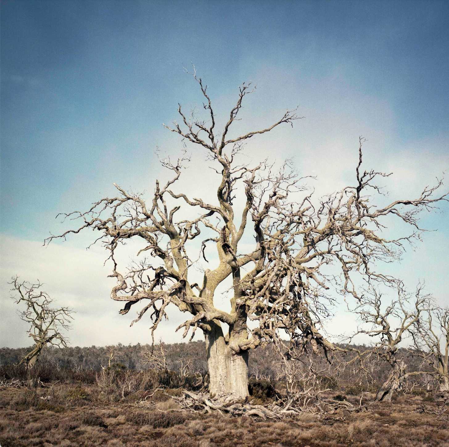 Andy Szollosi - Miena Cider Gum