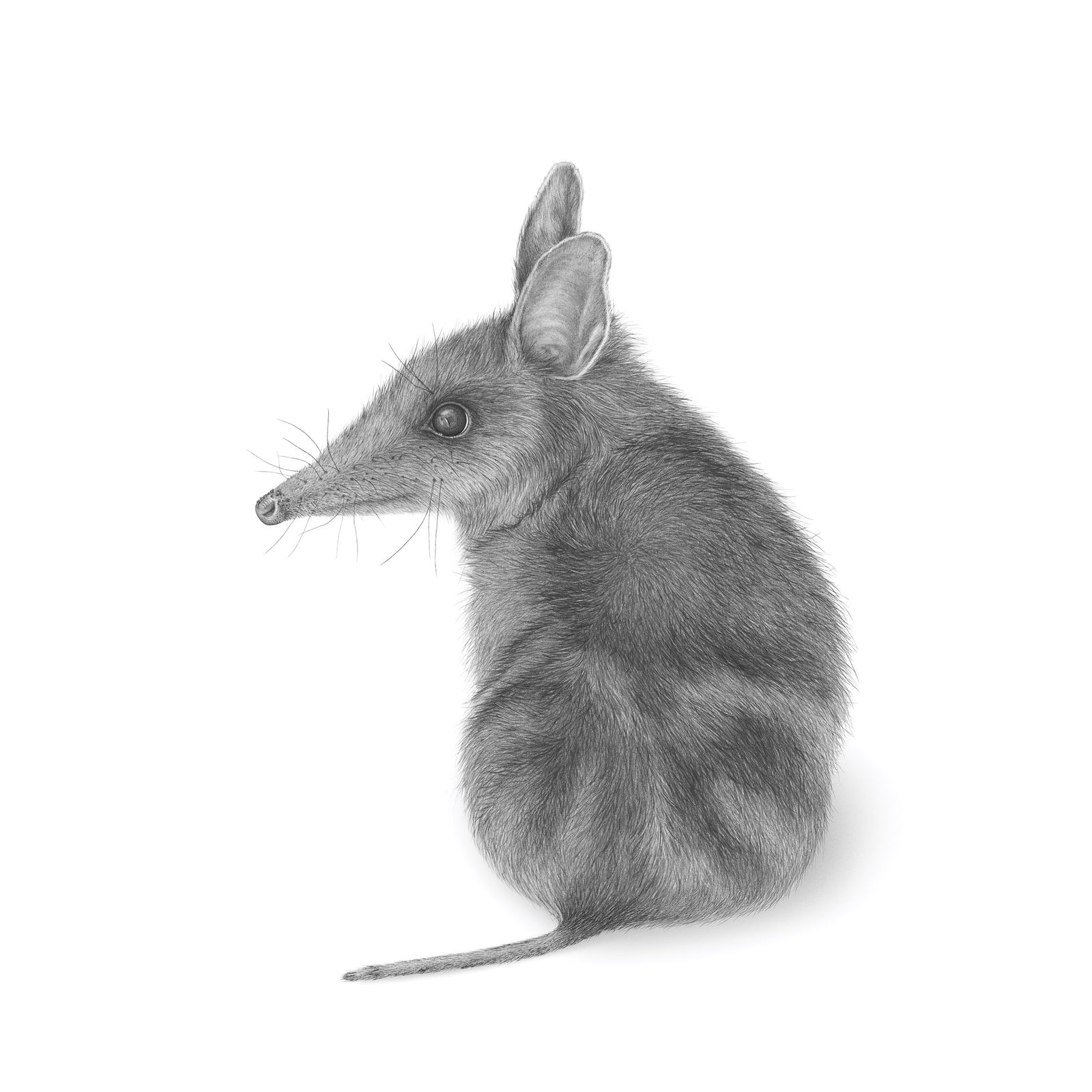 Mel Stanger - Eastern barred bandicoot