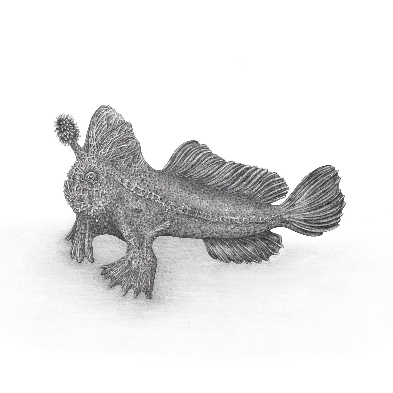 Mel Stanger - Red Handfish