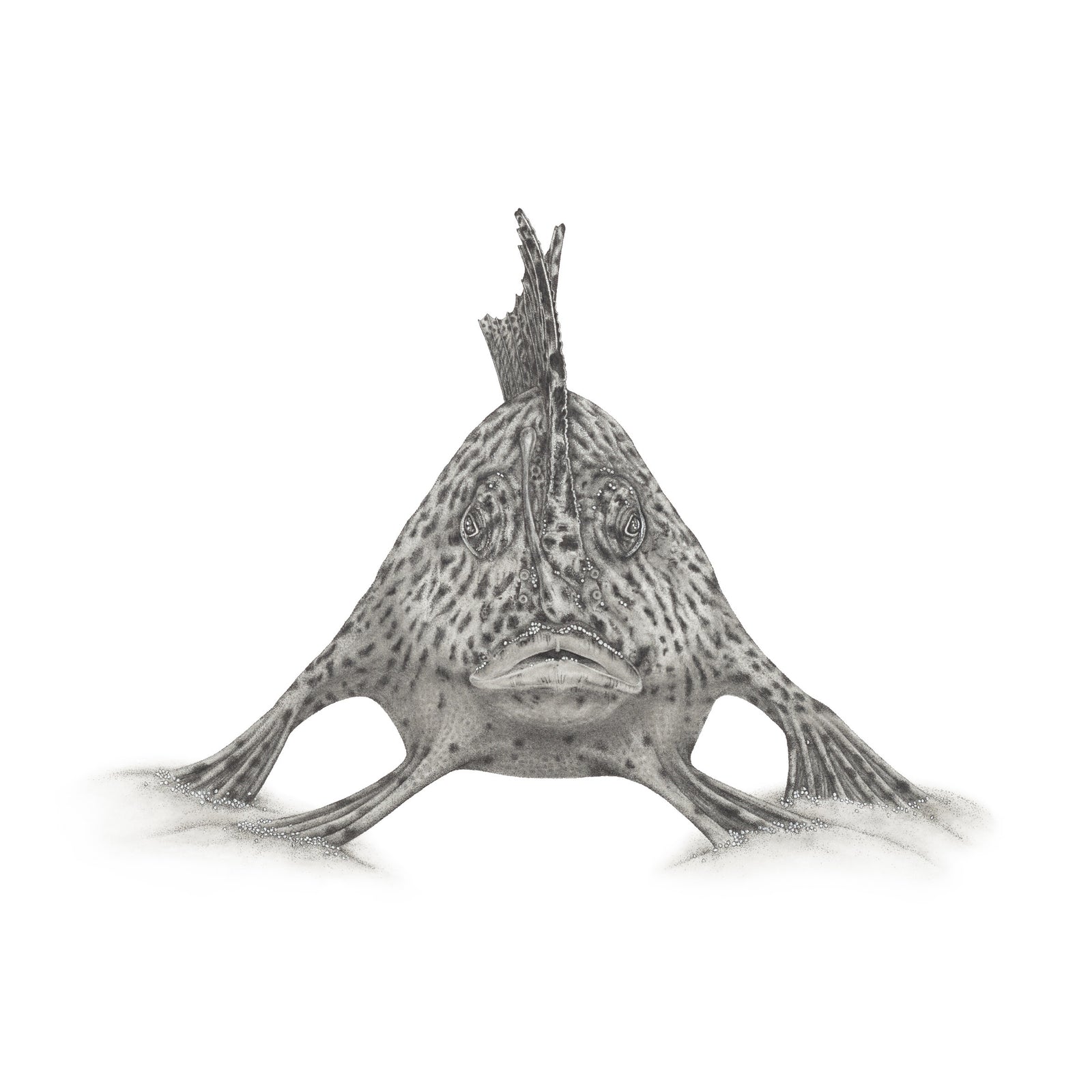 Mel Stanger - Spotted Handfish