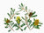 Sue Stuart - Banksia integrifolia