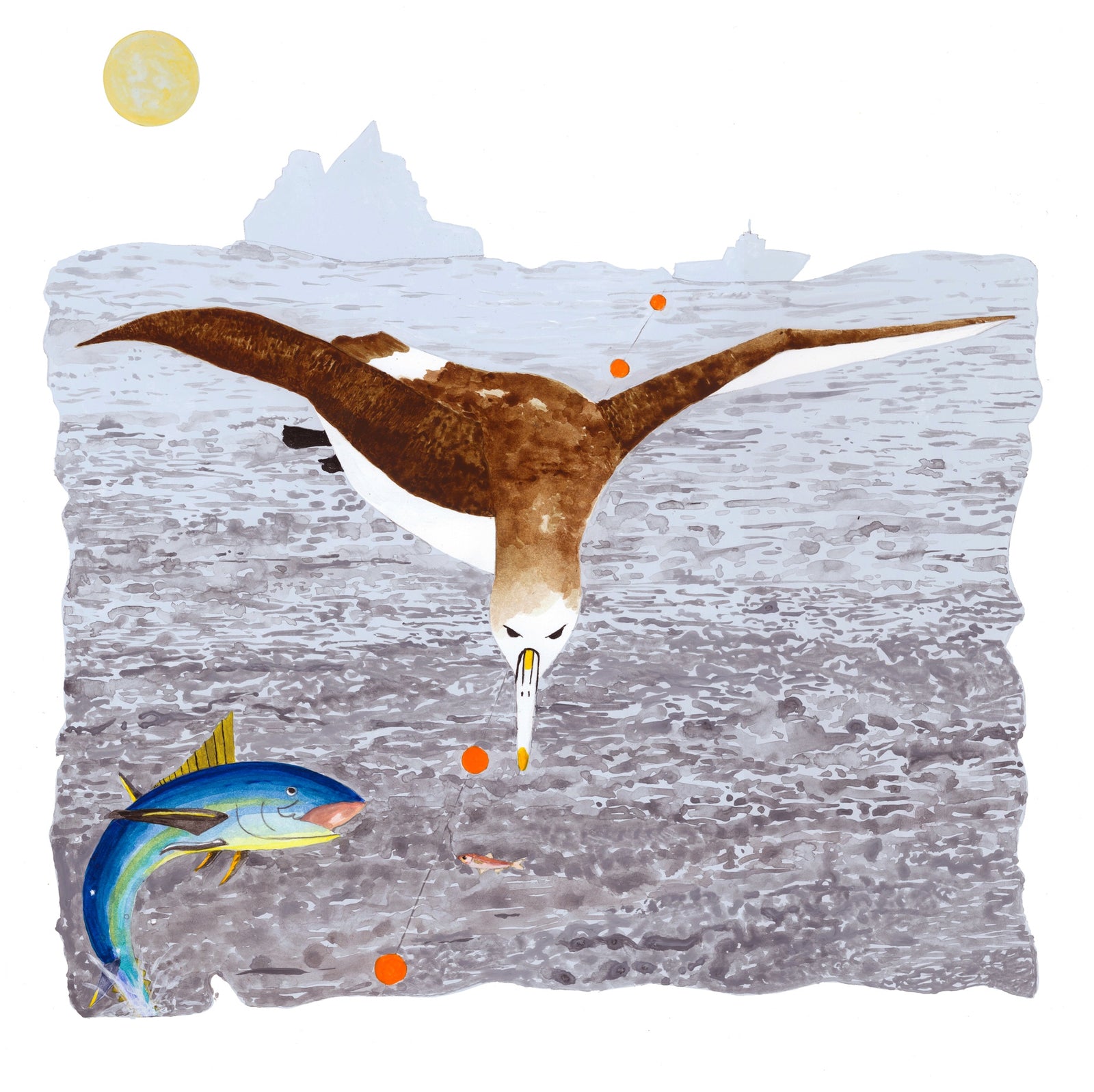 Alan Swapp - Shy Albatross & Southern Bluefin Tuna