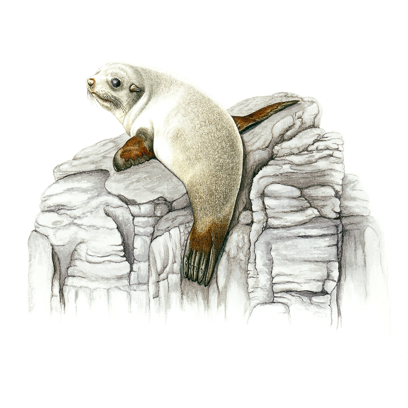Sylvie Gerozisis - Marine Life of Tasmania - Art Print - Australian Fur Seal Pup