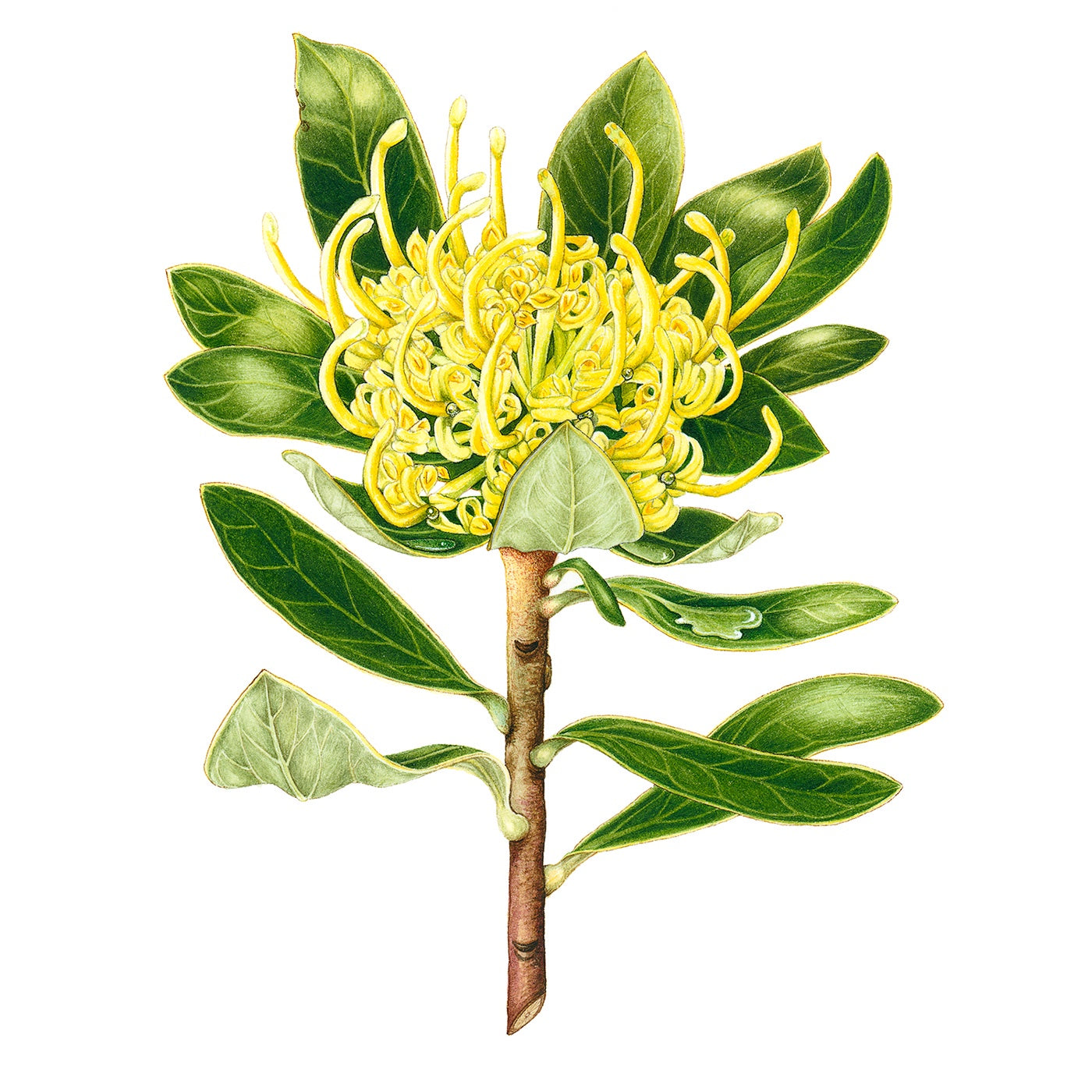 Sylvie Gerozisis - Botanica Tasmania - Art Print – Tasmanian Waratah, Yellow Form