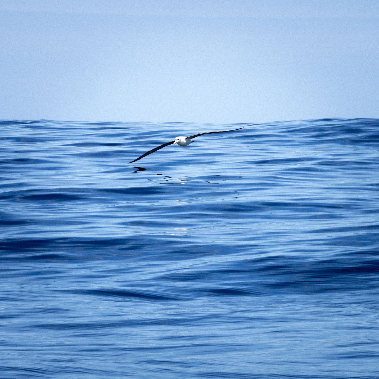 Andy Szollosi - Shy Albatross