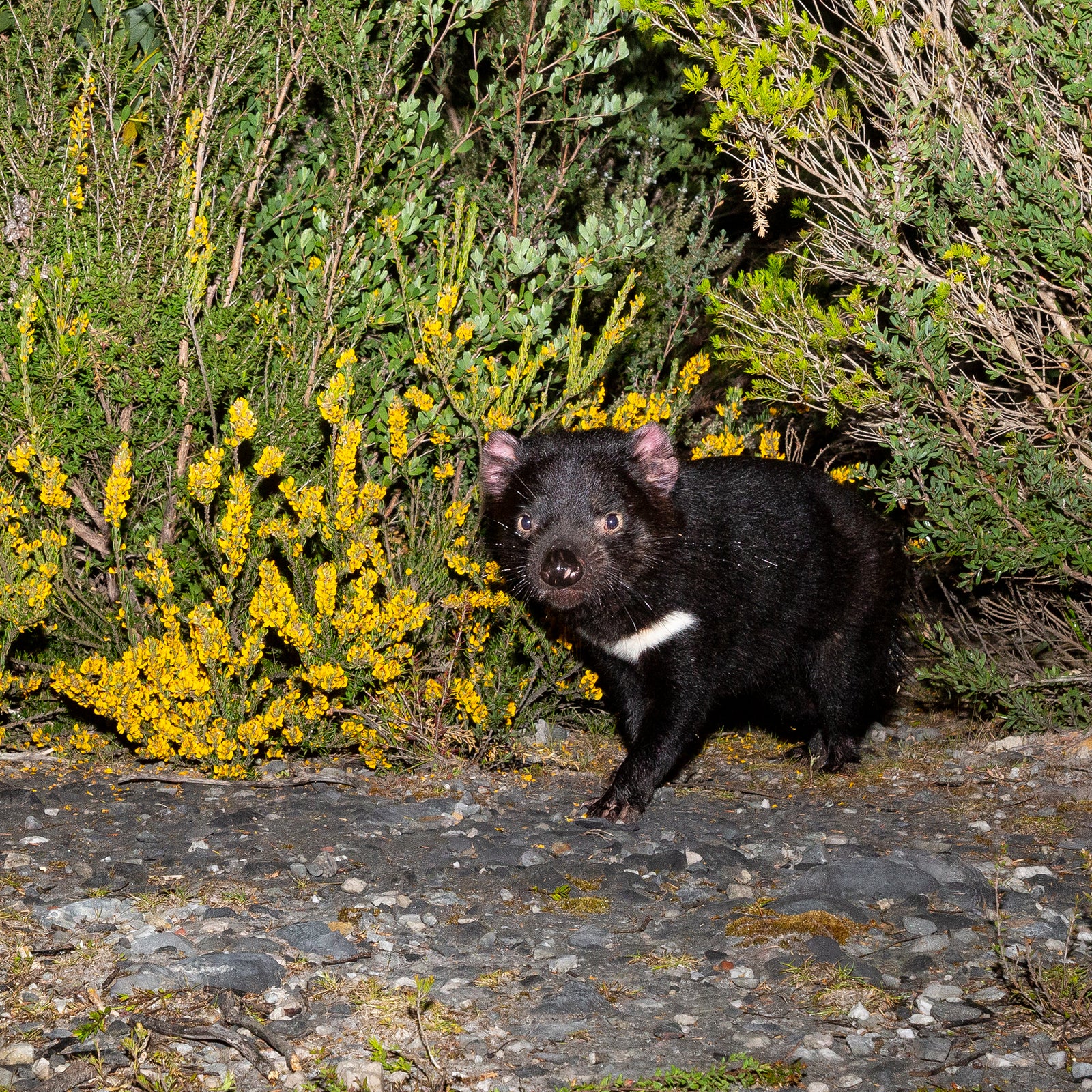 Fiona Ruck - Tasmanian Devil