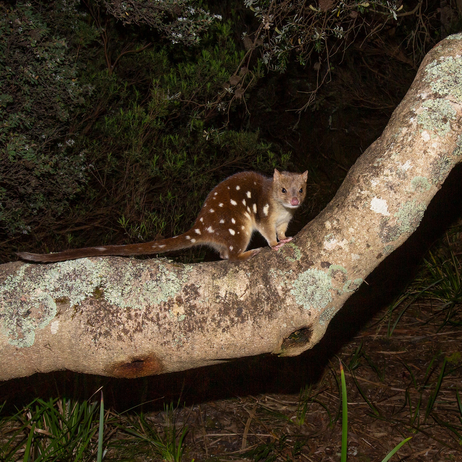 Fiona Ruck - Spotted-Tail Quoll