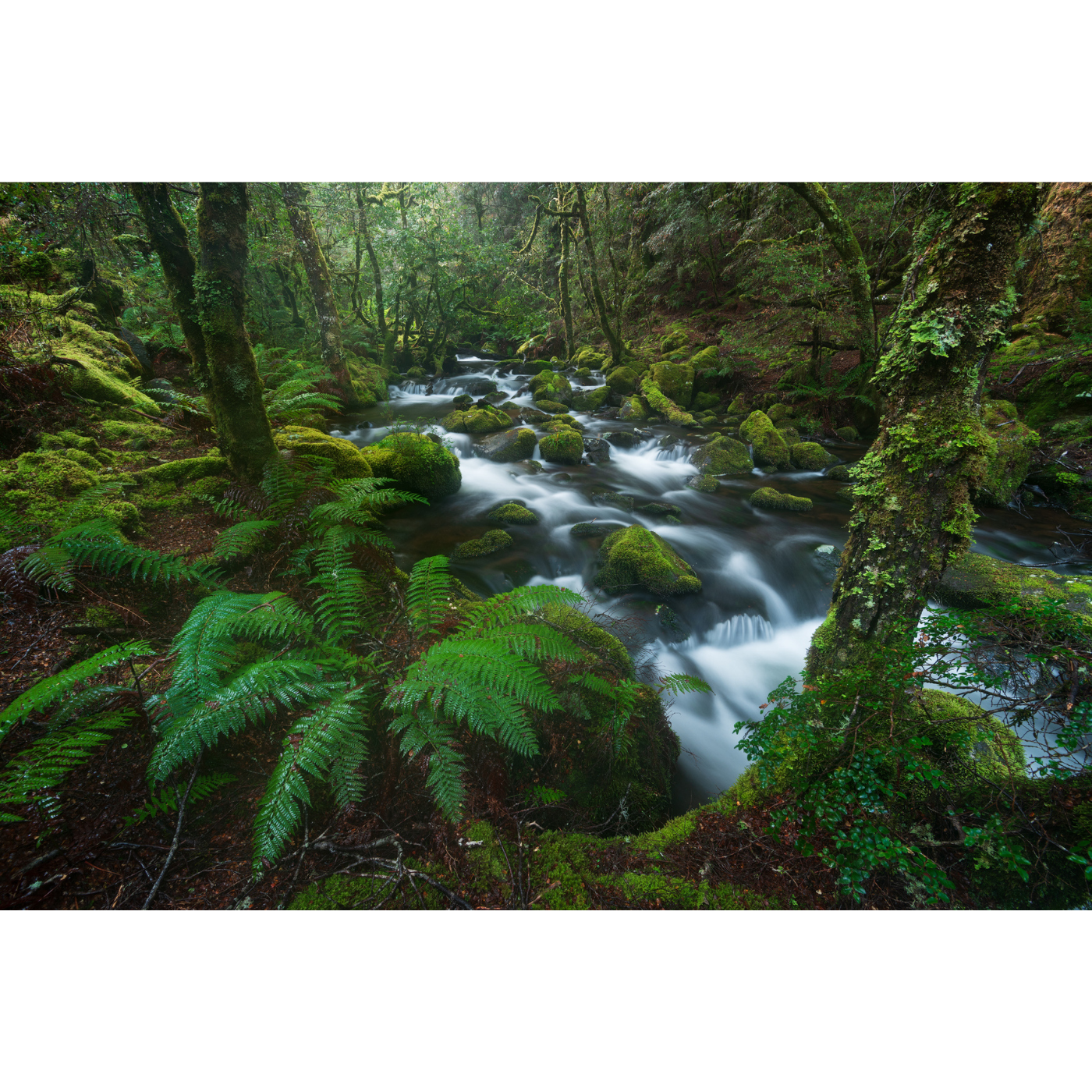 Nick Monk - Tarkine Stream