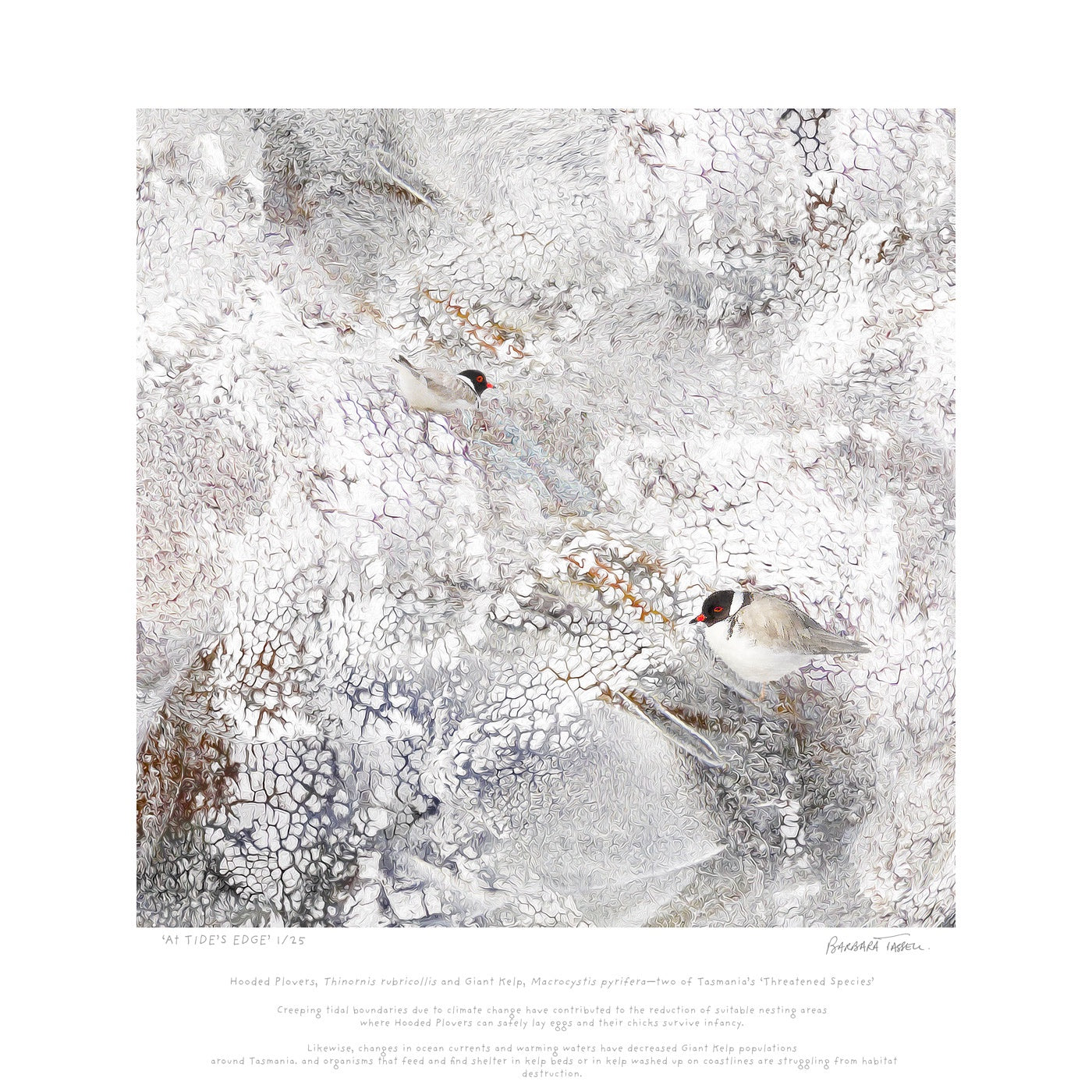 Barbara Tassell - At Tides Edge