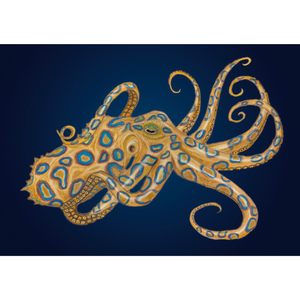 Andy Hoggins - Art Print - Blue Ringed Octopus