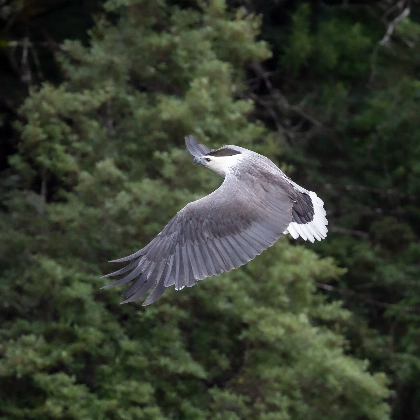 Fiona Ruck - White Bellied Sea Eagle