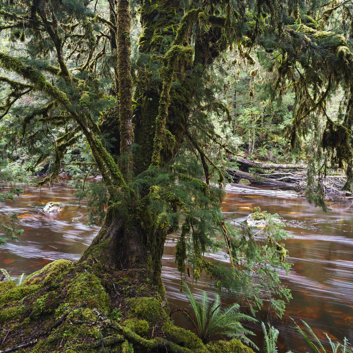 Grant Dixon - Huon Pine, Wilson River, takayna/Tarkine Region